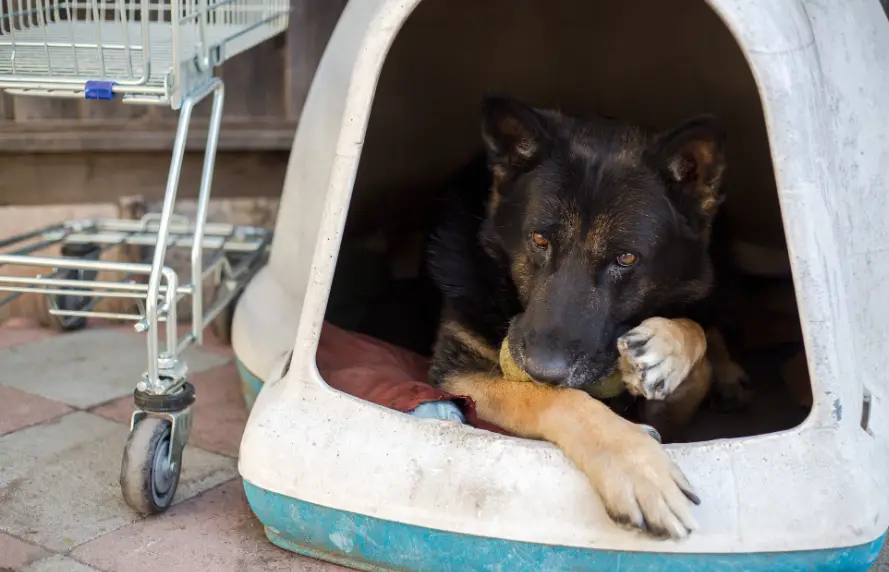 Frygtsindet hund tilbragte 8 måneder indespærret — indtil en 14-årig pige i kørestol ændrede alt